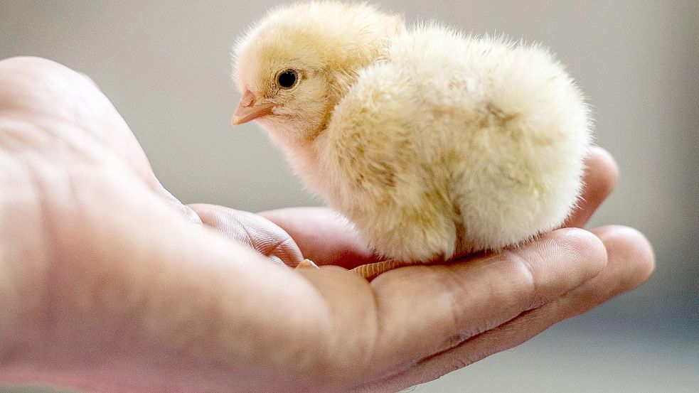 Männliche Küken wurden bislang oft getötet. Das soll sich nun ändern. Foto: DPA