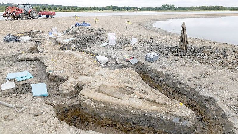 Paläontologen bei der Arbeit an dem Ichthyosaurier-Skelett, das im Rutland Nature Reserve gefunden wurde. Foto: Anglian Water/PA/dpa