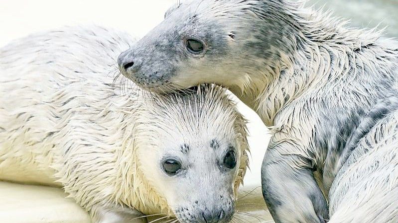 Die Kegelrobben-Heuler „Rudi“ (l.) und „Renate“ beschnuppern sich in der Seehundstation im Aufzuchtbereich. Foto: Axel Heimken/dpa