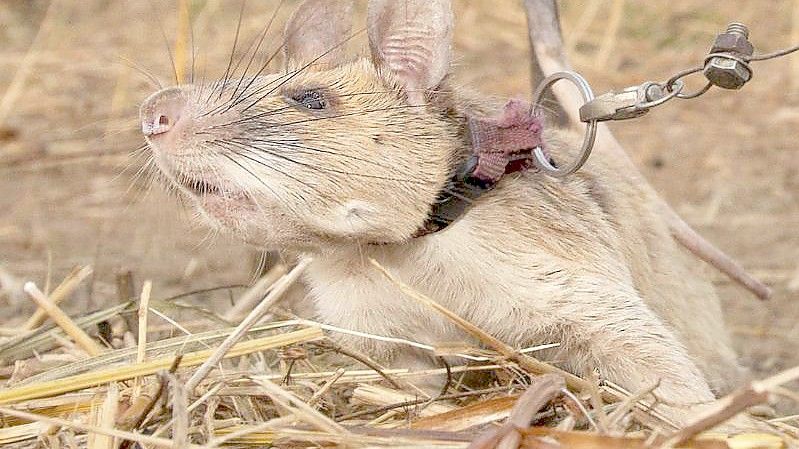 Die kambodschanische Riesenhamsterratte Magawa ist tot. Foto: Pdsa/PA Media/dpa