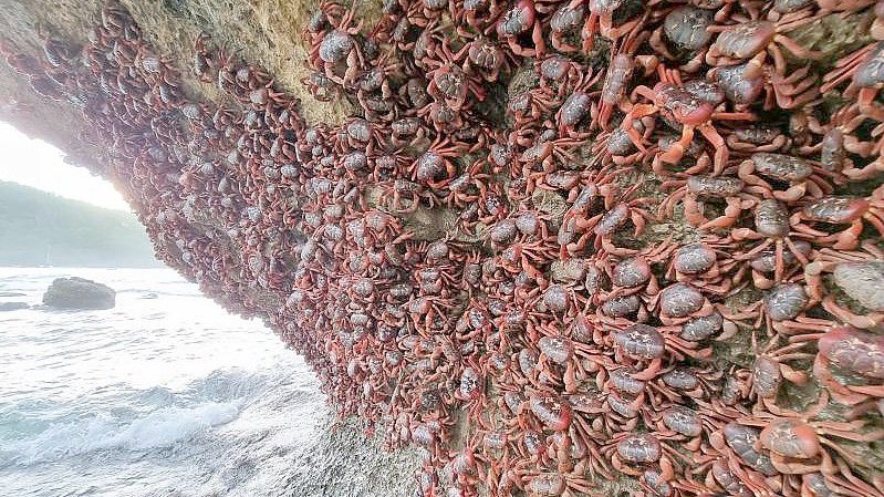 Unzählige Rote Landkrabben klammern sich an eine Felswand an einem Strand auf der Weihnachtsinsel. Foto: Parks Australia/dpa