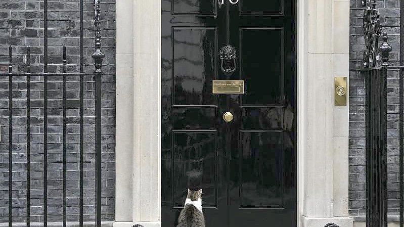 Kater Larry sitzt vor der Tür der 10 Downing Street. Dort wurden 2020 und 2021 - mitten im Lockdown - anscheinend rauschende Partys gefeiert. Foto: Alastair Grant/AP/dpa