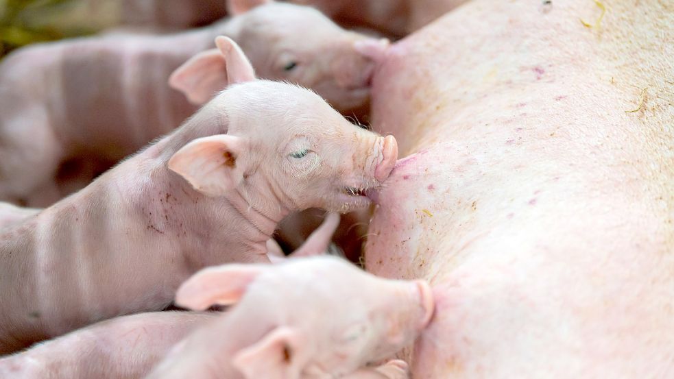 Ferkel in einem Schweinestall: Bauernpräsident Joachim Rukwied sagt, die bessere Haltung von Tieren koste etwa vier Milliarden Euro im Jahr. Foto: Mohssen Assanimoghaddam/dpa