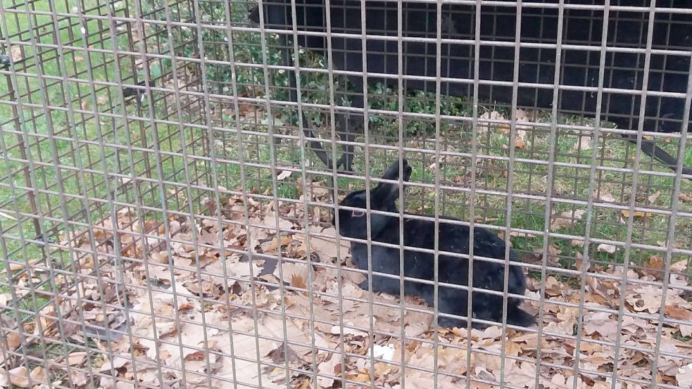 Zum guten Schluss tappten die Tiere, eines nach dem anderen, in die Falle. Foto: privat