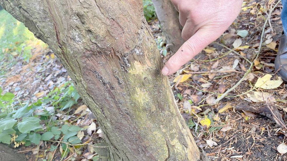 In den umliegenden Gärten knabberten die Kaninchen die Pflanzen an. Foto: Janßen