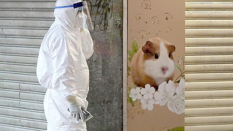 Im Zuge eines Corona-Ausbruchs haben die Behörden in Hongkong die Tötung von etwa 2000 Hamstern und anderen Kleintieren angeordnet. Foto: Kin Cheung/AP/dpa