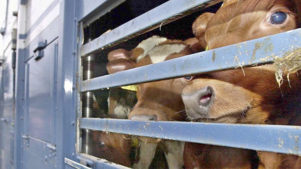 Tierschützer kritisieren seit Langem die lagen Transportzeiten bei Rinderexporten in Drittstaaten. Die Exporteure bestreiten, dass die Tiere unterwegs leiden. Foto: DPA
