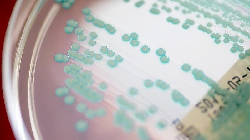 Eine Petrischale mit MRSA-Keimen. (Archivbild). Foto: Armin Weigel/dpa
