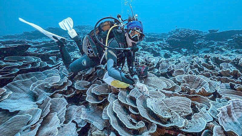 Auf diesem von @alexis.rosenfeld zur Verfügung gestellten Foto untersucht ein Forscher das Korallenriff. Foto: Alexis Rosenfeld/@alexis.rosenfeld via AP/dpa