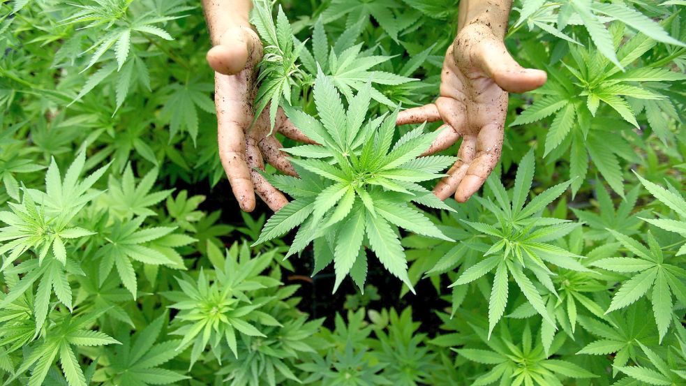 Cannabis-Pflanzen, aus denen auch Marihuana hergestellt wird, baute die 55-jährige Angeklagte auf ihrem Grundstück in Osteel an. Foto: DPA