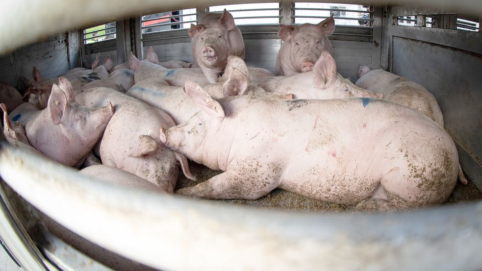 Schweine werden über lange Strecken transportiert. Foto: DPA