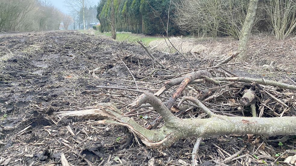Von dem einst dichten Bewuchs am Wanderweg in Moordorf sind nur noch einige abgebrochene Äste übrig geblieben. Foto: Holger Janssen