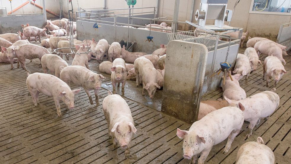 Wie soll Schweinehaltung in Zukunft aussehen? Dazu gibt es derzeit viele offene Fragen. Foto: DPA