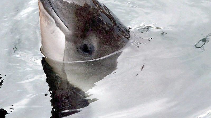 Schweinswale erleiden durch die starken Druckwellen bei Explosionen teils tödliche Verletzungen. Foto: Ingo Wagner/dpa