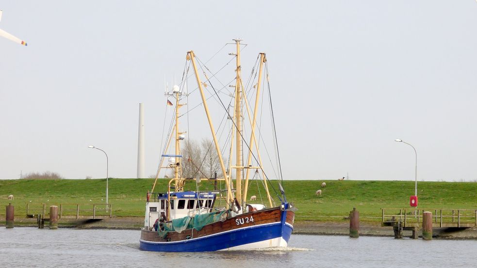 Wieder in ruhigen Gewässern: Der vormals insolvente Krabbenkutter „SU 24“ aus Husum. Foto: Karolina Meyer-Schilf