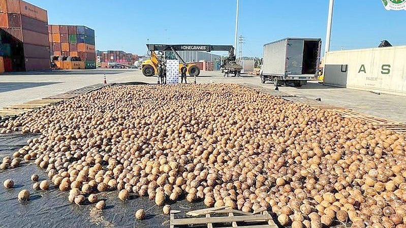 Auf diesem von der Staatsanwaltschaft zur Verfügung gestellten Bild sind Kokosnüsse zu sehen, die mit flüssigem Kokain nach Europa geschickt werden sollten. Foto: colprensa/dpa