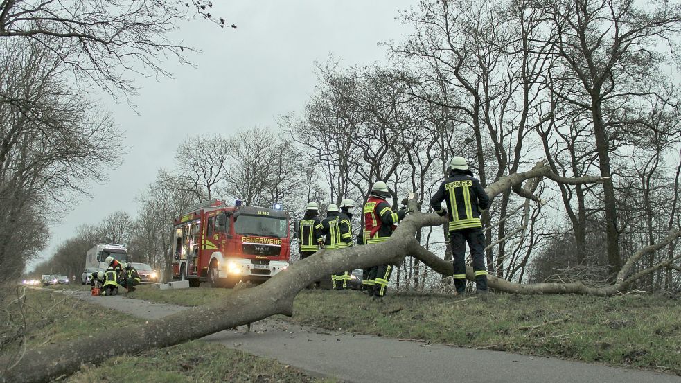 Zahlreiche Bäume sind umgekippt.