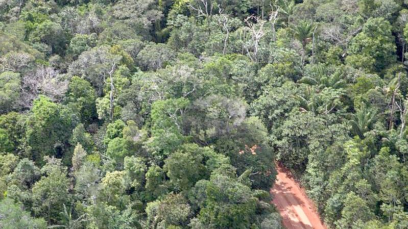 Ein Weg geht durch den Amazonas-Regenwald in Manaus: Experten befürchten, die jüngsten Daten könnten auf ein erhöhtes Risiko für ein weiteres verheerendes Jahr hindeuten. Foto: Fernando Souza/dpa