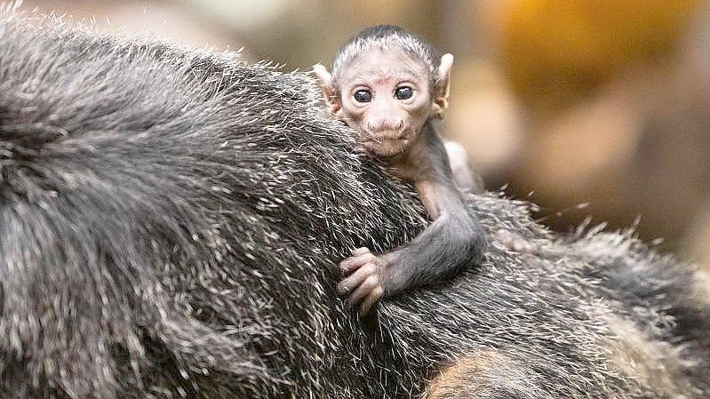 Das Weißkopfsaki-Baby Mana krallt sich im Fell seiner Mutter fest. Foto: Rolf Vennenbernd/dpa