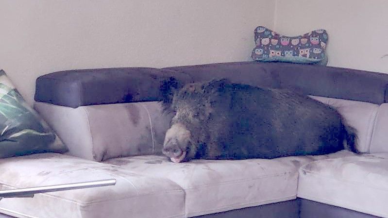 Ein Wildschwein hat es sich auf einer Wohnzimmercouch gemütlich gemacht. Foto: Polizei Hagen/dpa