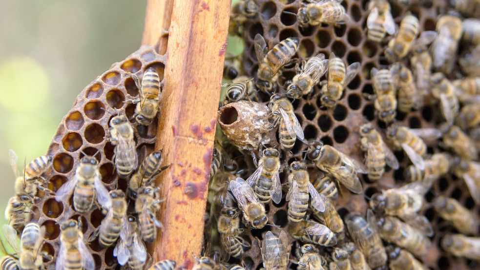 Bienen sitzen auf einer Honigwabe. Das Bild entstand im Rahmen der Reportage über wesensgemäße Imkerei. Fotos: Saskia Stöhr