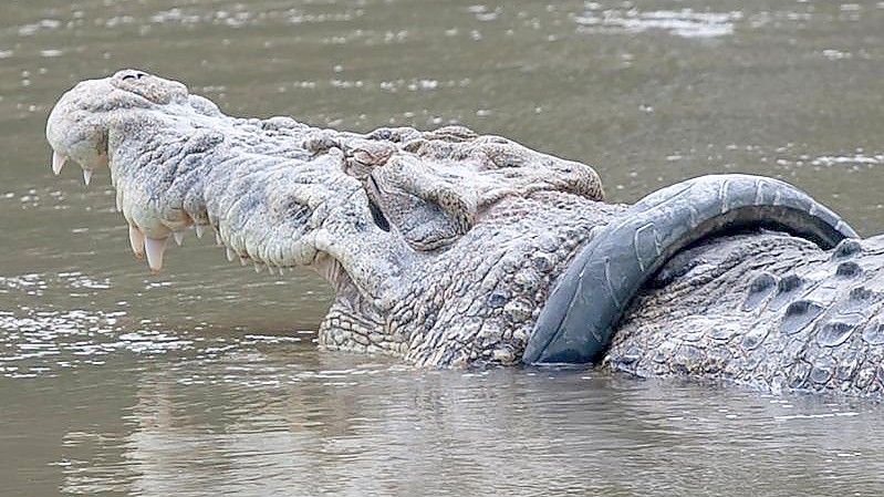 Das Salzwasserkrokodil mit dem Reifen im Fluss Palu auf der Insel Sulawesi. Nach sechs Jahren wurde das Tier nun von dem Anhängsel befreit. Foto: Opan/XinHua/dpa