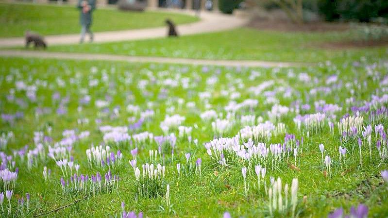 Krokusse in den Wallanlagen in Bremen. Foto: Sina Schuldt/dpa