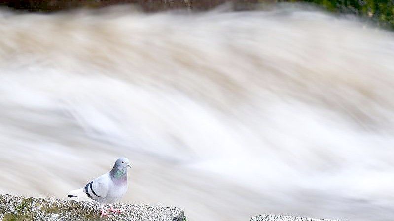 Stärkere Regenfälle hatten die Flusspegel in Niedersachsen Anfang Februar steigen lassen. Foto: Julian Stratenschulte/dpa