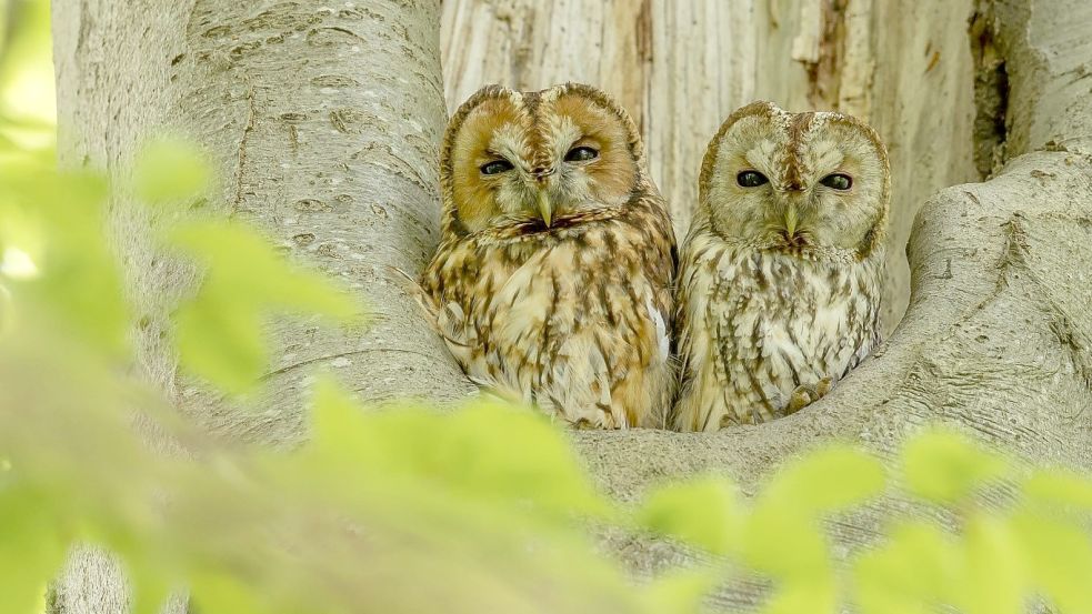 Mit etwas Glück kann man in der Dämmerung im Ihlower Wald Eulen beobachten. Hier ein Waldkauz-Pärchen. Foto: privat