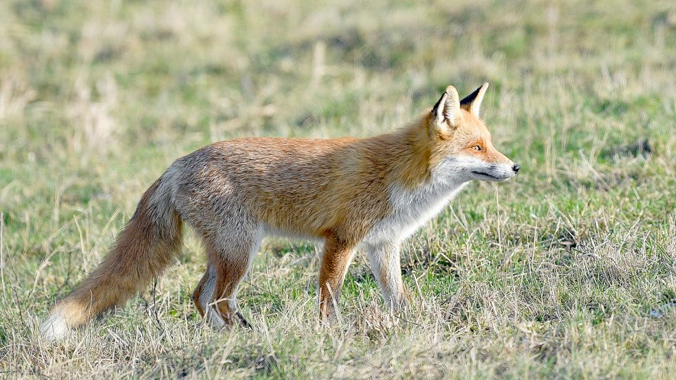 Bei der Fuchsjagd gehen die Meinungen auseinander. Foto: dpa/Patrick Pleul