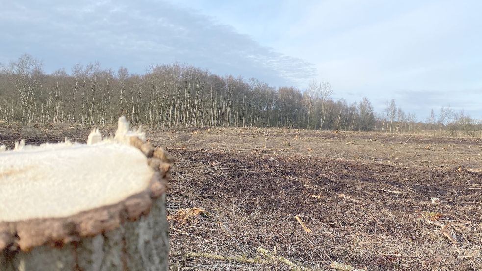 Die Bäume sind bereits gefällt, die Bohrschlammgrube soll zum Teil geräumt werden. Foto: Holger Janssen