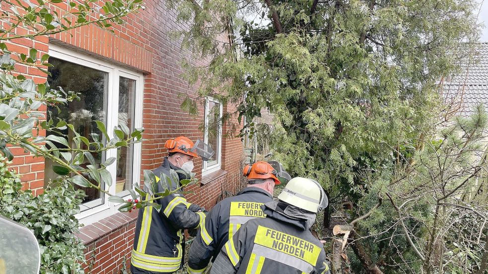 In der Okko-tom-Brook-Straße drohte ein Baum auf ein Haus zu stürzen. Die Feuerwehr Norden fällte ihn. Fotos: Feuerwehr