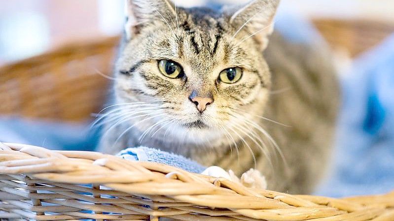 Das beliebteste Haustier in Deutschland ist mit großem Abstand die Katze. Foto: Hauke-Christian Dittrich/dpa