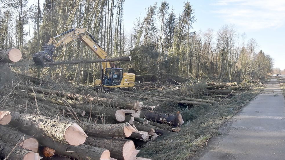 Die Stämme der umgekippten und gefällten Bäume werden geschreddert. Foto: Thomas Dirks
