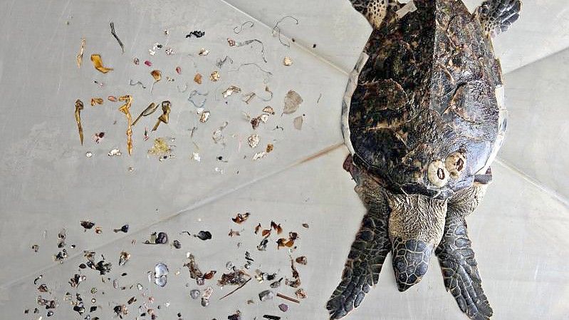 Eine Echte Karettschildkröte nach einer Autopsie zusammen mit Meeresmüll, den sie gefressen hat, vor allem Plastik (oben). Foto: Kamran Jebreili/AP/dpa
