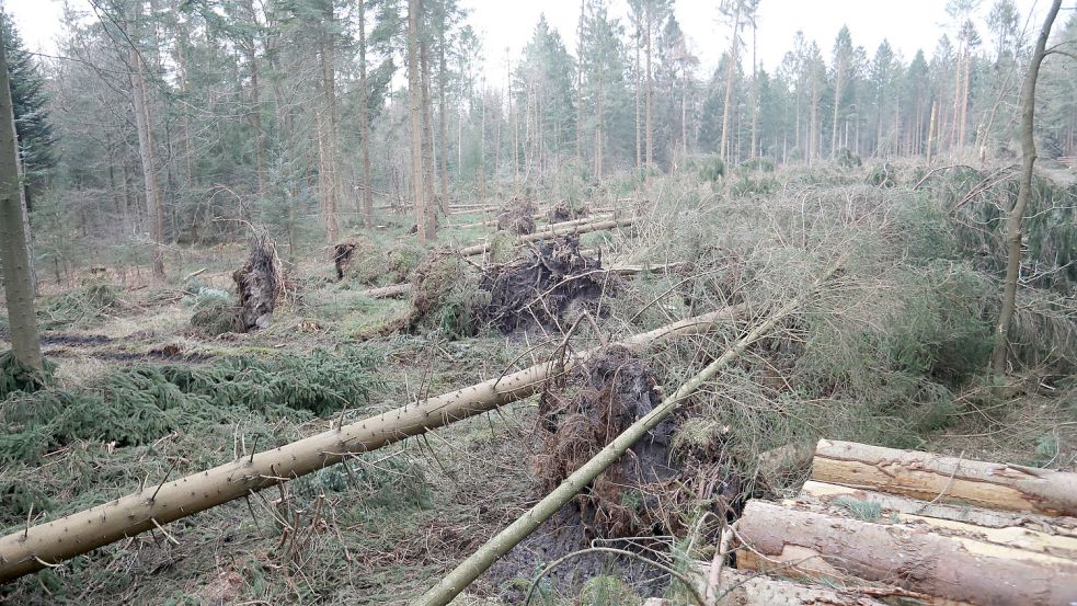 Im Egelser Wald gab es auch einen Flächenschaden: Auf 1,7 Hektar sind Fichten durch die Stürme umgestürzt. Foto: Romuald Banik