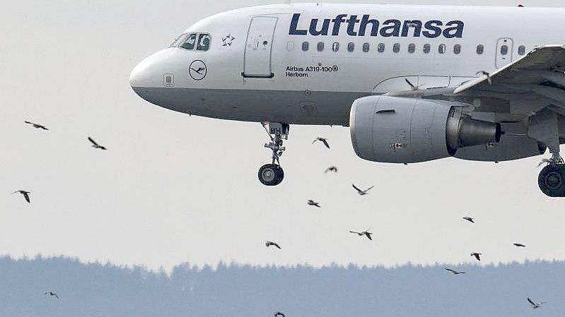 Eine Passagiermaschine der Lufthansa vom Typ Airbus A319-100 landet auf dem Flughafen in Frankfurt. Foto: Boris Roessler/dpa