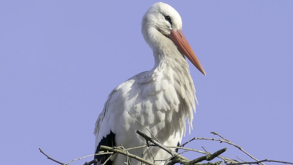 Seit 2019 ist ein Storchenpaar in Mittegroßefehn. Foto: Helmut Vortanz