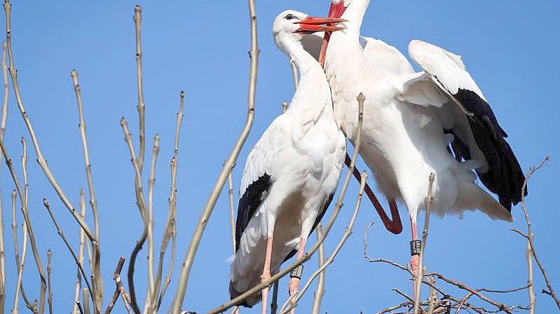 Zwei Störche balzen in ihrem Nest auf einem Baum am Rande von Wyk auf Föhr. Foto: Christian Charisius/dpa