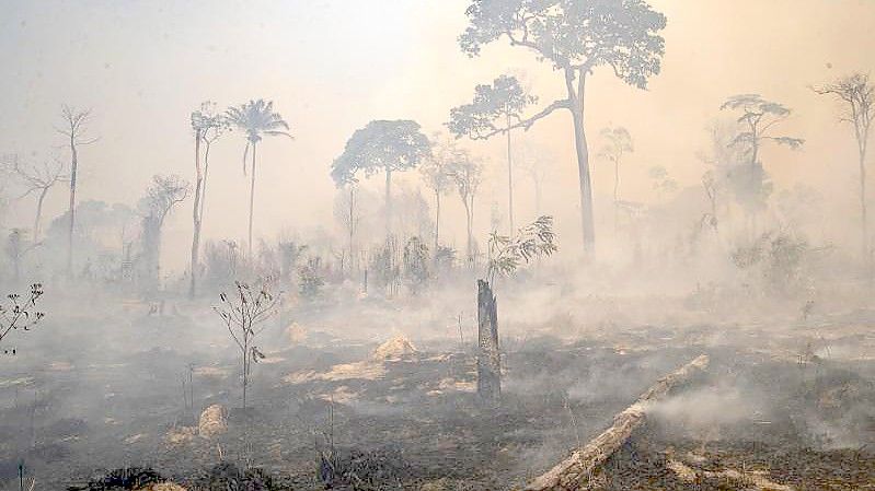 Rauch steigt während eines Brandes im Amazonas-Gebiet auf. Foto: Andre Penner/AP/dpa