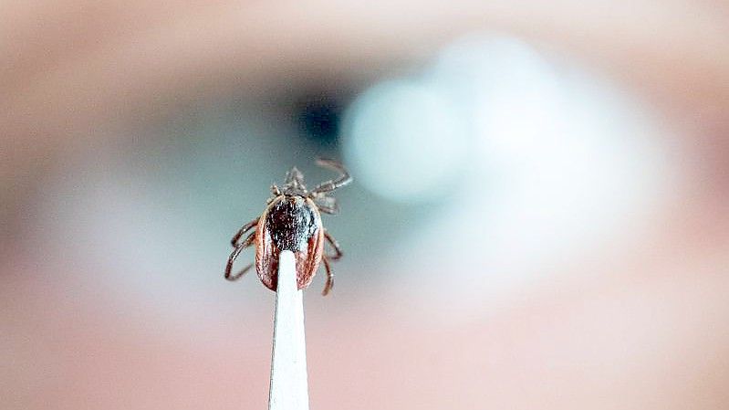 Im vergangenen Jahr wurden in Deutschland weniger FSME-Fälle registriert. Foto: Marijan Murat/dpa