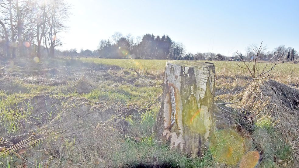 Dieser Baumstumpf einer damals gefällten Birke erinnert noch heute an die Fällaktion in Leezdorf vor rund einem Jahr. Foto: Thomas Dirks