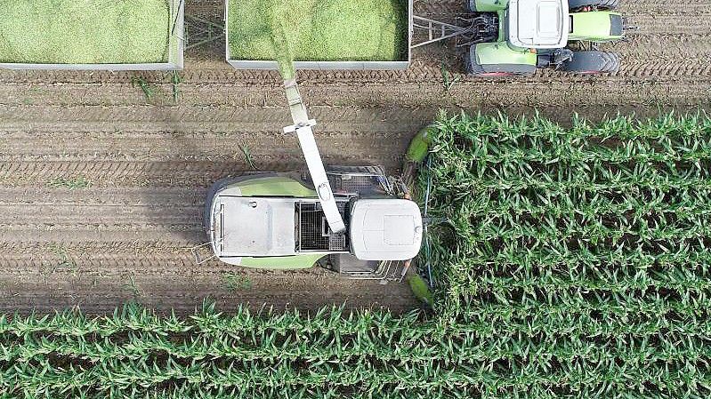 Ernte auf dem Feld eines Landwirtschaftsbetriebs: Der Mais wird sowohl für Biogasanlagen als auch als Tierfutter angebaut. Foto: Patrick Pleul/dpa-Zentralbild/ZB