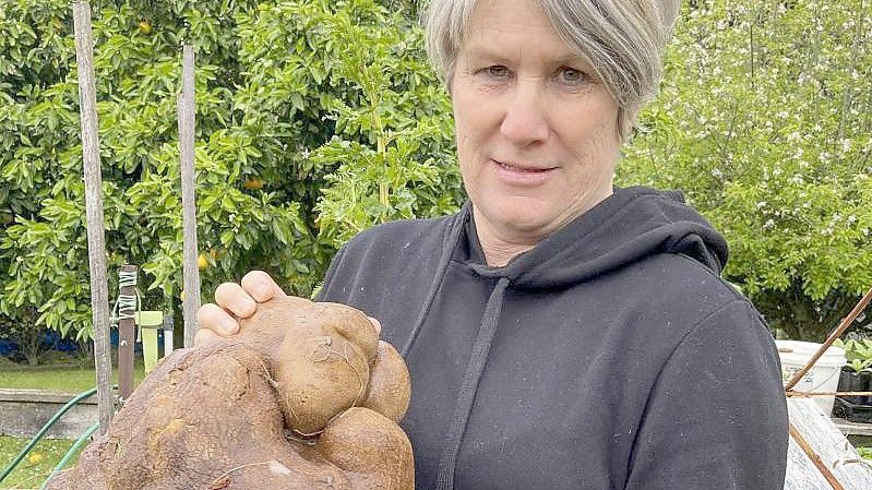 Donna Craig-Brown hält „Dug“ (zunächst hieß sie "Doug"), die vermeintlich größte Kartoffel der Welt, im Garten ihrer kleinen Farm hoch. Foto: Colin Craig-Brown/Colin Craig-Brown/AP/dpa