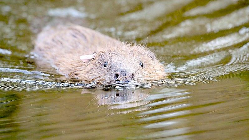 Archivbild eines eurasischen Bibers. Erstmals seit mehr als 400 Jahren sollen Biber in London wieder heimisch werden. Foto: Ben Birchall/PA Wire/dpa