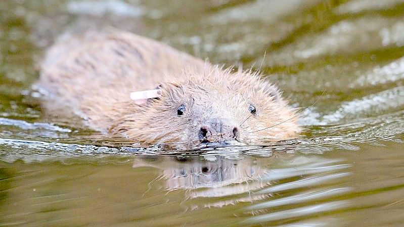 Die Biber sollen zur Wiederherstellung natürlicher Flusslandschaften beitragen. Foto: Ben Birchall/PA/dpa