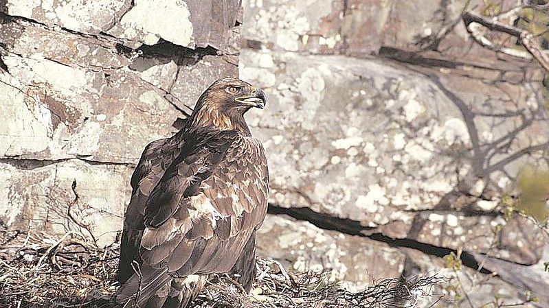 Ein Steinadler (Aquila chrysaetos) sitzt in seinem Nest. Foto: Chris Gomersall/Rspb/dpa