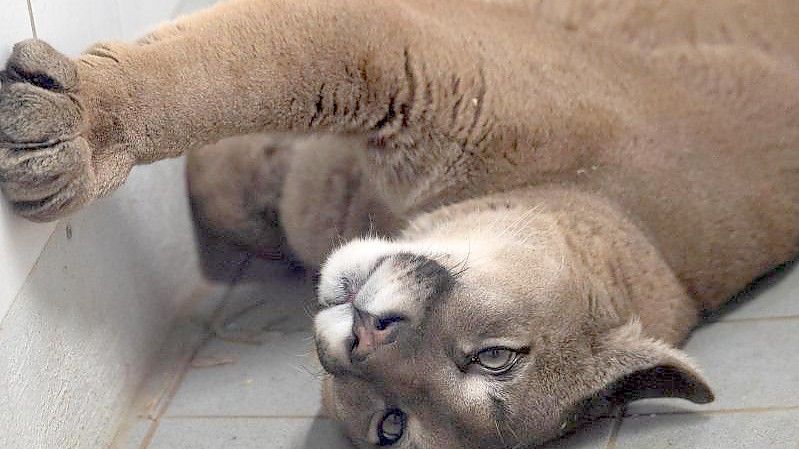 Ein Puma liegt im Exotenhaus der Auffangstation für Reptilien München e.V. in einem Gehege. Den ausgewachsenen Puma hat die Polizei bei der Kontrolle eines Autos in der Oberpfalz entdeckt. Foto: Sven Hoppe/dpa