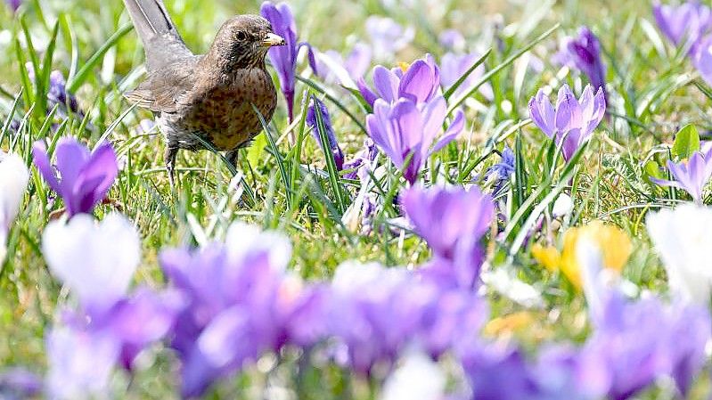 Frühling am Bodensee: Eine Amsel läuft im Uferpark in Langenargen durch eine Wiese voller Krokusse. Foto: Felix Kästle/dpa