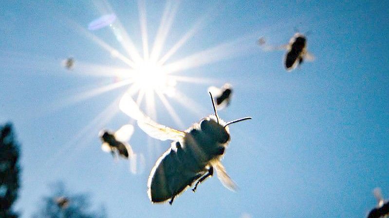 Mini-Wiesen helfen den Insekten. Foto: Frank Rumpenhorst/dpa